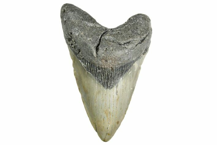 Fossil Megalodon Tooth - North Carolina #355704